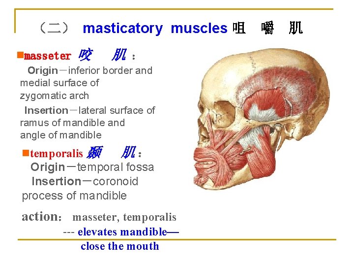 （二） masticatory muscles 咀 nmasseter 咬 肌 ： Origin－inferior border and medial surface of