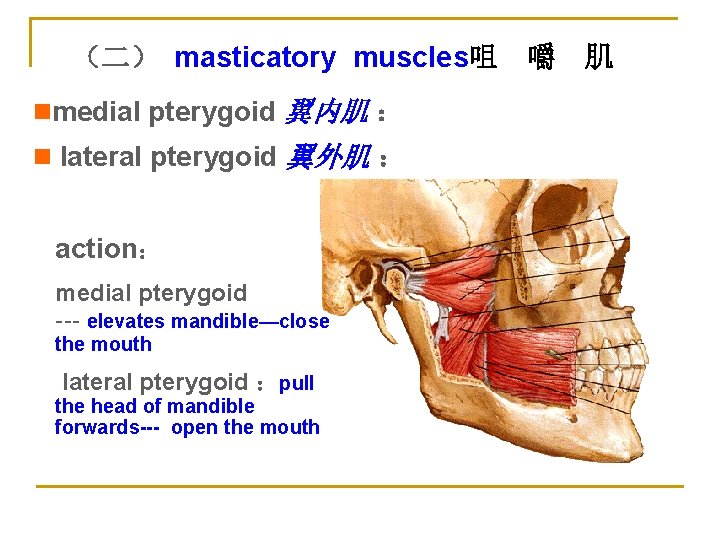 （二） masticatory muscles咀 nmedial pterygoid 翼内肌 ： n lateral pterygoid 翼外肌 ： action： medial