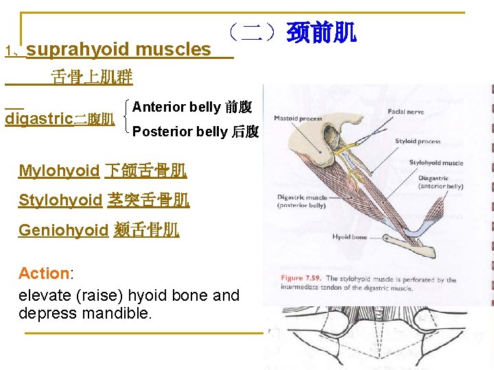1、suprahyoid muscles （二）颈前肌 舌骨上肌群 digastric二腹肌 Anterior belly 前腹 Posterior belly 后腹 Mylohyoid 下颌舌骨肌 Stylohyoid
