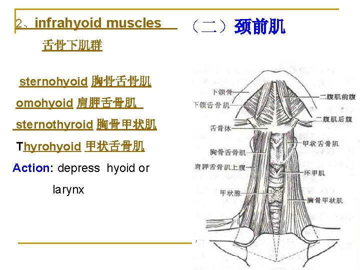 2、infrahyoid muscles 舌骨下肌群 sternohyoid 胸骨舌骨肌 omohyoid 肩胛舌骨肌 sternothyroid 胸骨甲状肌 Thyrohyoid 甲状舌骨肌 Action: depress hyoid