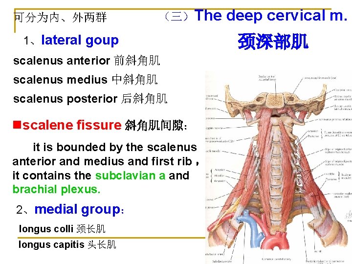 可分为内、外两群 （三）The 1、lateral goup scalenus anterior 前斜角肌 scalenus medius 中斜角肌 scalenus posterior 后斜角肌 nscalene