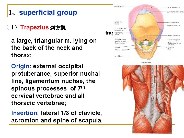 1、superficial group （ 1）Trapezius 斜方肌 a large, triangular m. lying on the back of