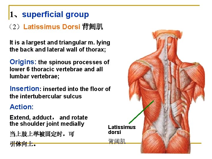 1、superficial group （2）Latissimus Dorsi 背阔肌 It is a largest and triangular m. lying the