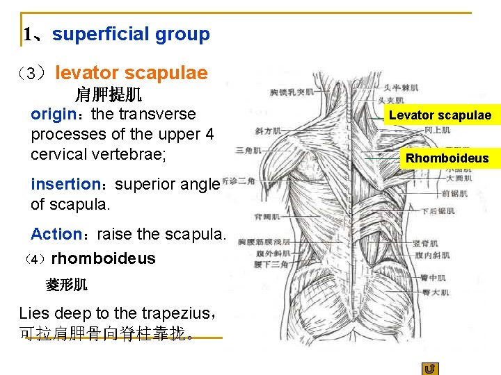 1、superficial group （3）levator scapulae 肩胛提肌 origin：the transverse processes of the upper 4 cervical vertebrae;