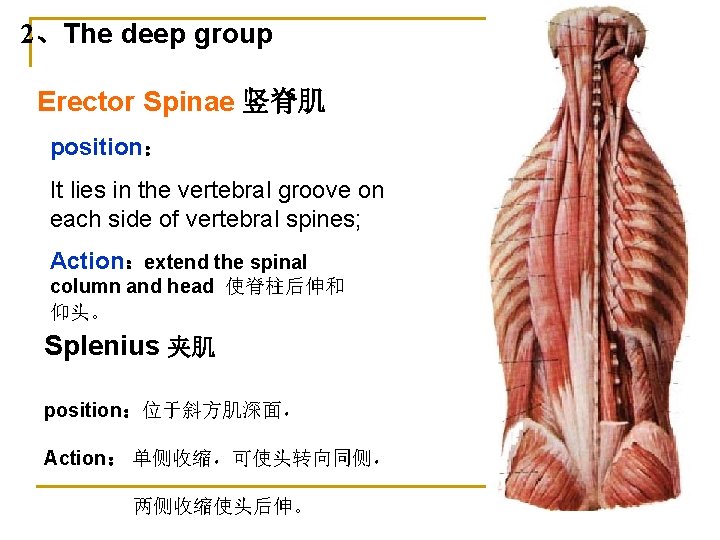 2、The deep group Erector Spinae 竖脊肌 position： It lies in the vertebral groove on