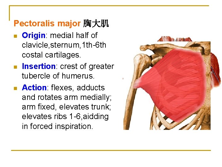 Pectoralis major 胸大肌 n n n Origin: medial half of clavicle, sternum, 1 th-6