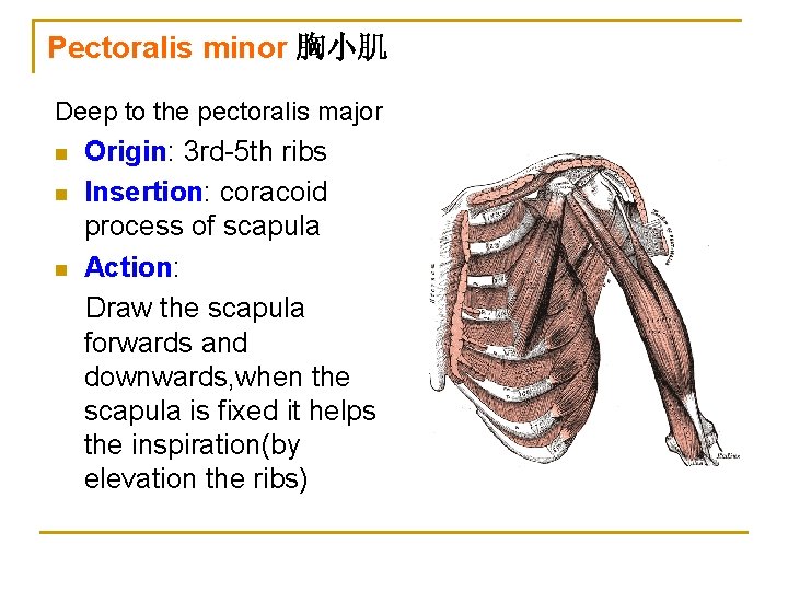 Pectoralis minor 胸小肌 Deep to the pectoralis major n n n Origin: 3 rd-5
