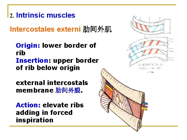 2. Intrinsic muscles Intercostales externi 肋间外肌 Origin: lower border of rib Insertion: upper border