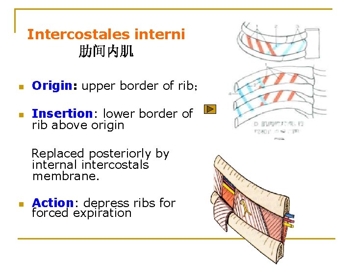 Intercostales interni 肋间内肌 n Origin: upper border of rib； n Insertion: lower border of