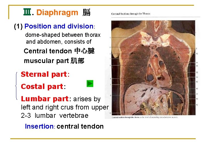 Ⅲ. Diaphragm 膈 (1) Position and division: dome-shaped between thorax and abdomen, consists of