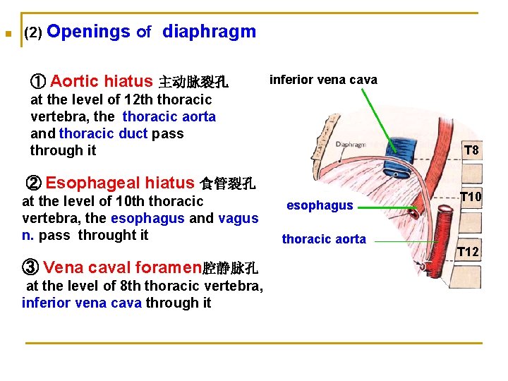 n (2) Openings of diaphragm ① Aortic hiatus 主动脉裂孔 inferior vena cava at the
