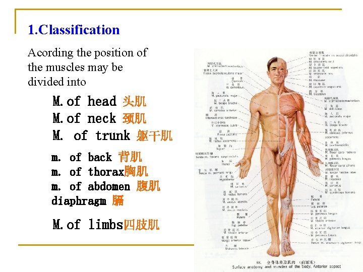 1. Classification Acording the position of the muscles may be divided into M. of