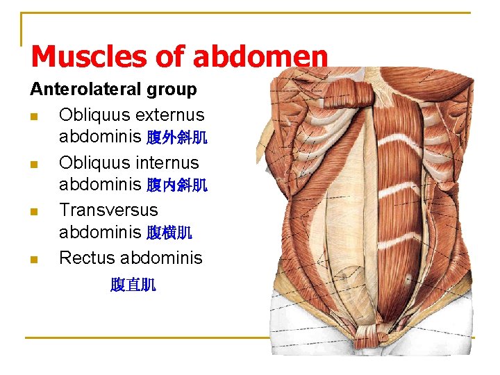 Muscles of abdomen Anterolateral group n Obliquus externus abdominis 腹外斜肌 n Obliquus internus abdominis