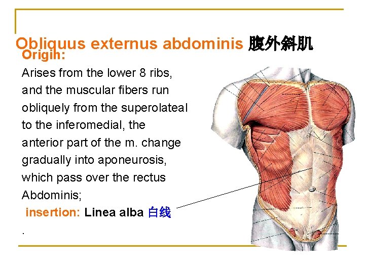 Obliquus externus abdominis 腹外斜肌 Origin: Arises from the lower 8 ribs, and the muscular