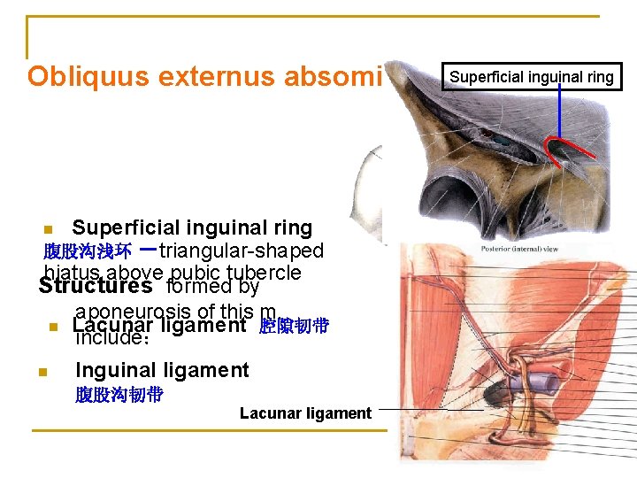 Superficial inguinal ring Obliquus externus absominis 腹外斜肌 Superficial inguinal ring 腹股沟浅环 －triangular-shaped hiatus above