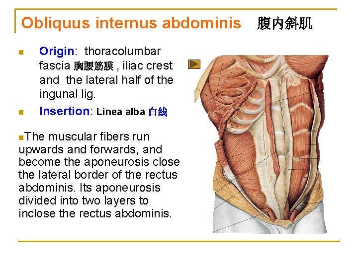 Obliquus internus abdominis 腹内斜肌 n n Origin: thoracolumbar fascia 胸腰筋膜 , iliac crest and