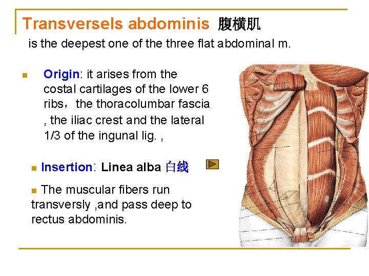 Transversels abdominis 腹横肌 is the deepest one of the three flat abdominal m. Origin: