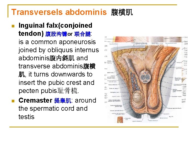 Transversels abdominis 腹横肌 n n Inguinal falx(conjoined tendon) 腹股沟镰or 联合腱: is a common aponeurosis