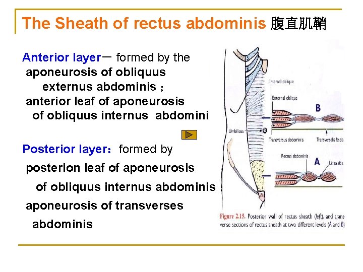 The Sheath of rectus abdominis 腹直肌鞘 Anterior layer－ formed by the aponeurosis of obliquus
