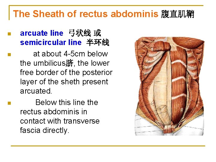 The Sheath of rectus abdominis 腹直肌鞘 n n n arcuate line 弓状线 或 semicircular