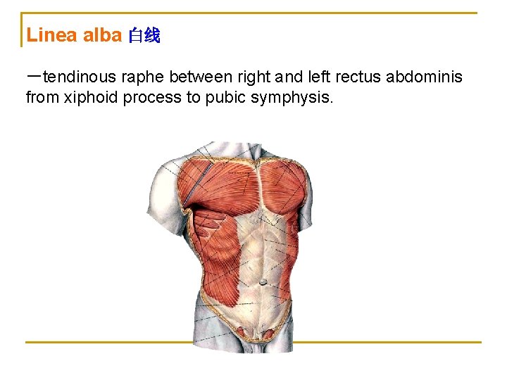 Linea alba 白线 －tendinous raphe between right and left rectus abdominis from xiphoid process