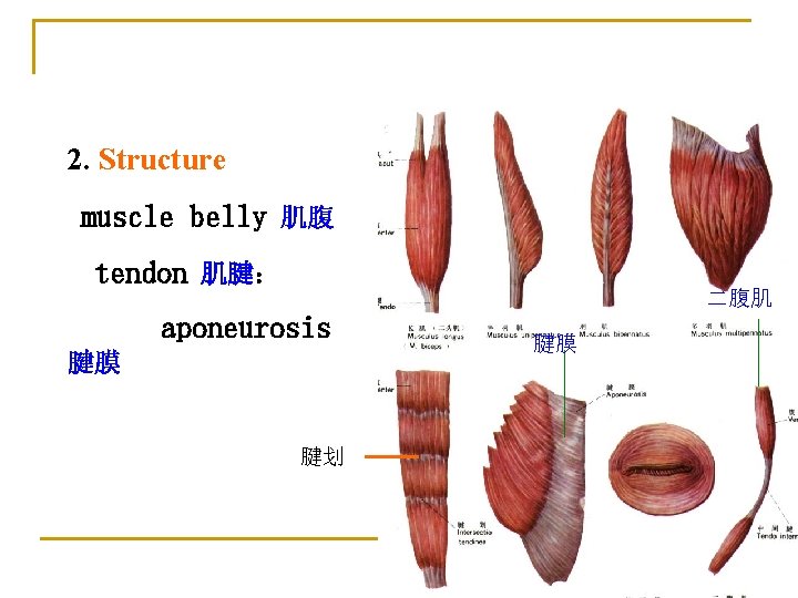 2. Structure muscle belly 肌腹 tendon 肌腱： 二腹肌 aponeurosis 腱膜 腱划 腱膜 