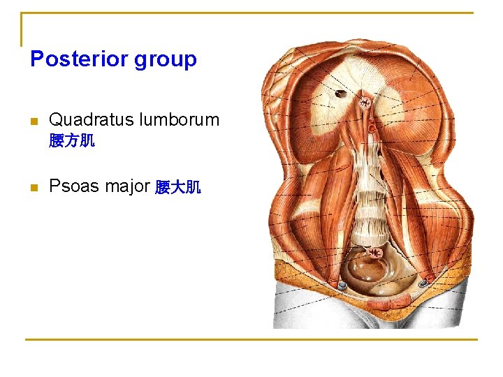 Posterior group n Quadratus lumborum 腰方肌 n Psoas major 腰大肌 