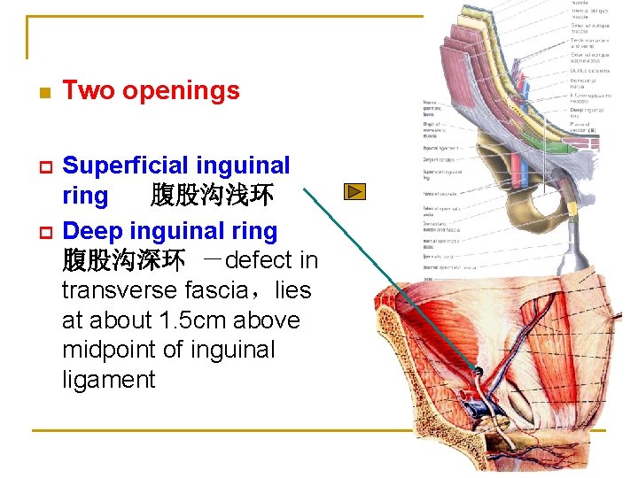 n Two openings p Superficial inguinal ring 腹股沟浅环 Deep inguinal ring 腹股沟深环 －defect in