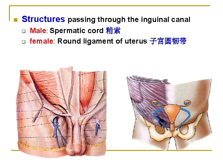 n Structures passing through the inguinal canal q q Male: Spermatic cord 精索 female: