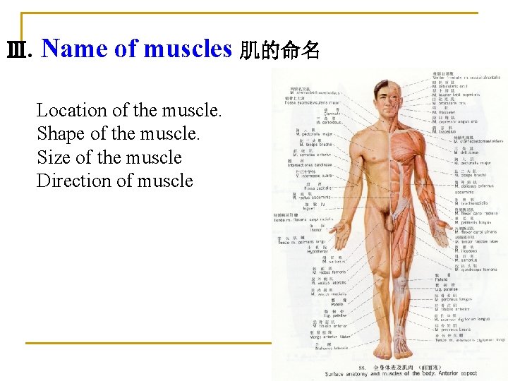 Ⅲ. Name of muscles 肌的命名 Location of the muscle. Shape of the muscle. Size