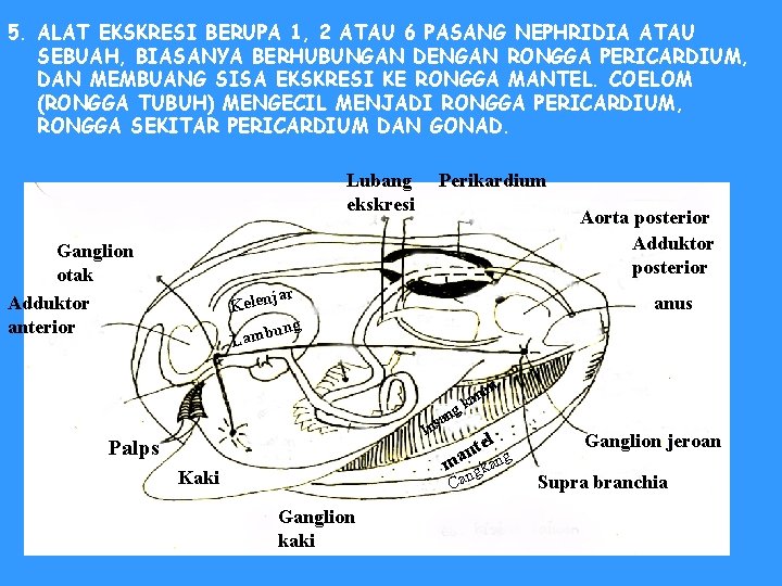 5. ALAT EKSKRESI BERUPA 1, 2 ATAU 6 PASANG NEPHRIDIA ATAU SEBUAH, BIASANYA BERHUBUNGAN