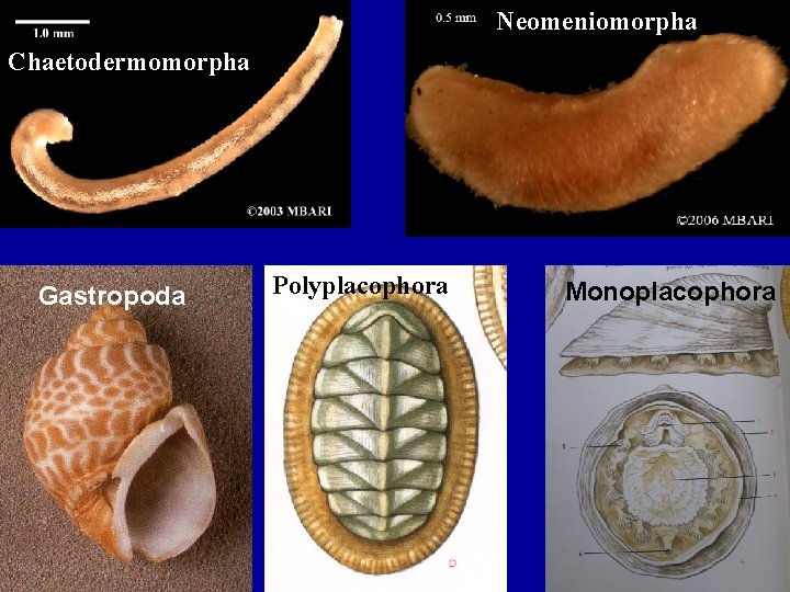 Neomeniomorpha Chaetodermomorpha Gastropoda Polyplacophora Monoplacophora 