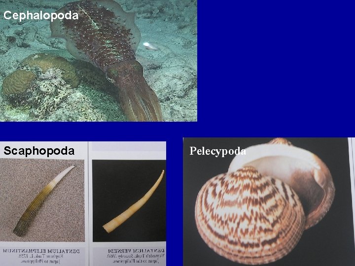 Cephalopoda Scaphopoda Pelecypoda 