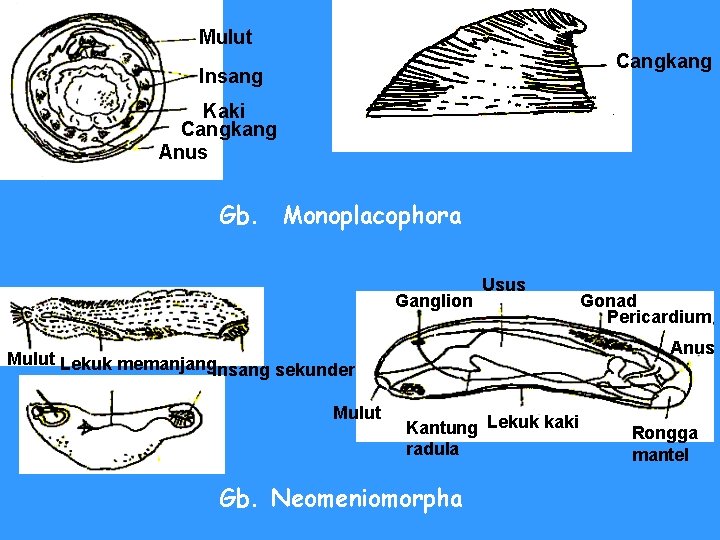 Mulut Cangkang Insang Kaki Cangkang Anus Gb. Monoplacophora Ganglion Usus Anus Mulut Lekuk memanjang
