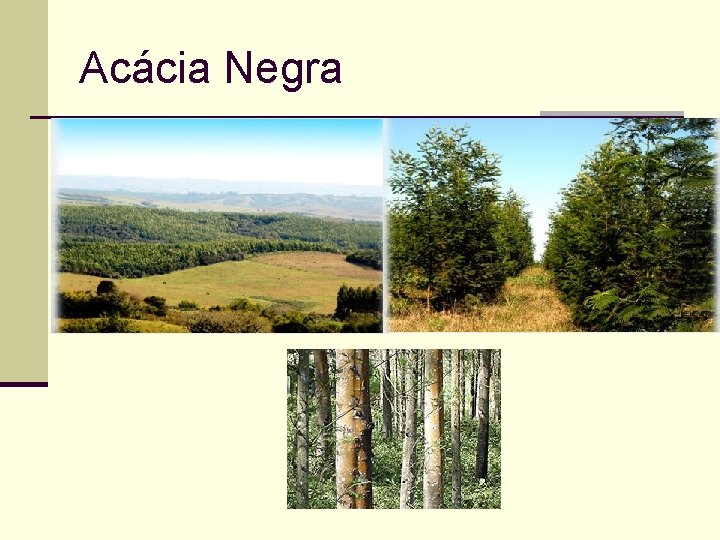 Acácia Negra 