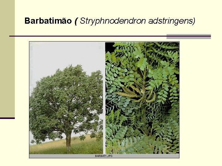 Barbatimão ( Stryphnodendron adstringens) 