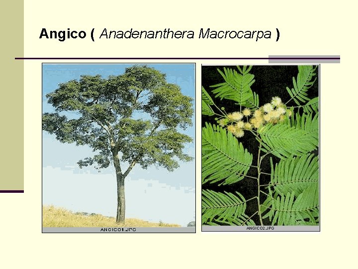 Angico ( Anadenanthera Macrocarpa ) 