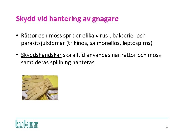 Skydd vid hantering av gnagare • Råttor och möss sprider olika virus-, bakterie- och