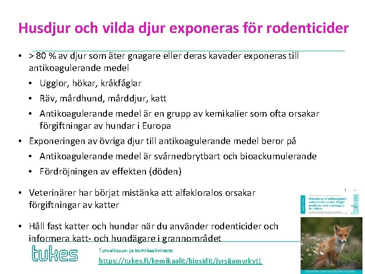 Husdjur och vilda djur exponeras för rodenticider • > 80 % av djur som