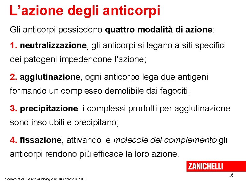 L’azione degli anticorpi Gli anticorpi possiedono quattro modalità di azione: 1. neutralizzazione, gli anticorpi