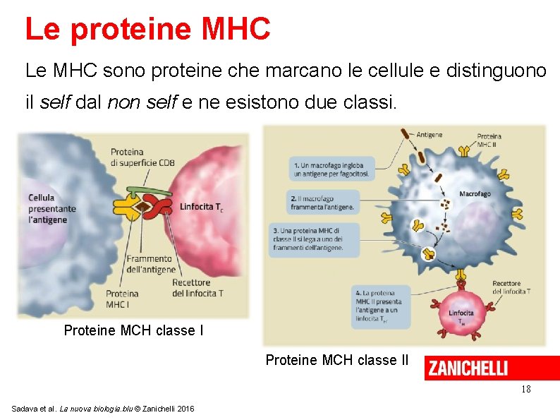 Le proteine MHC Le MHC sono proteine che marcano le cellule e distinguono il