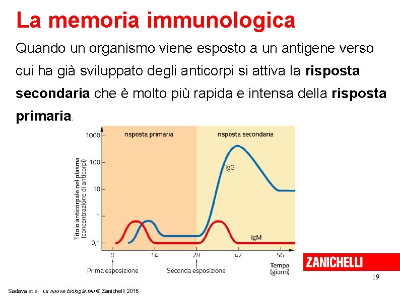 La memoria immunologica Quando un organismo viene esposto a un antigene verso cui ha