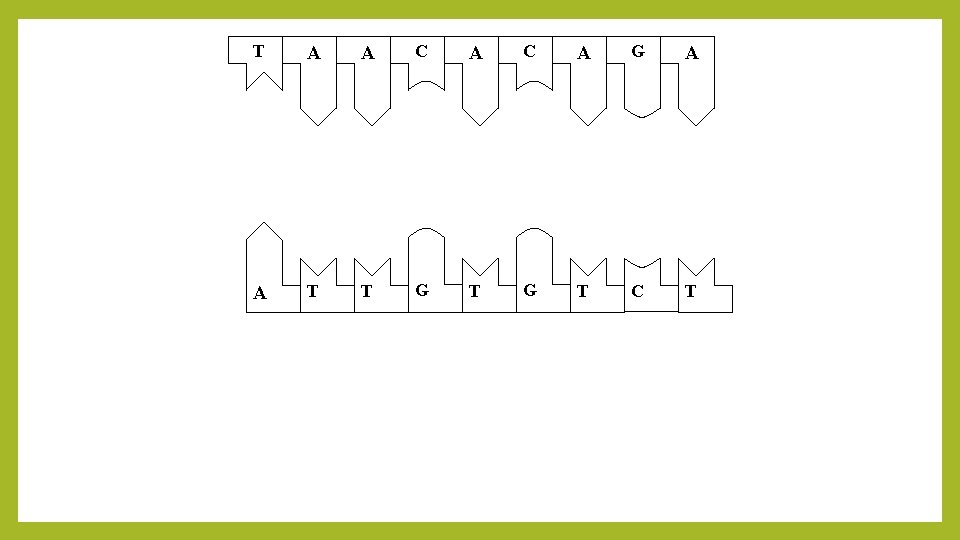 T A A C A G A A T T G T C T