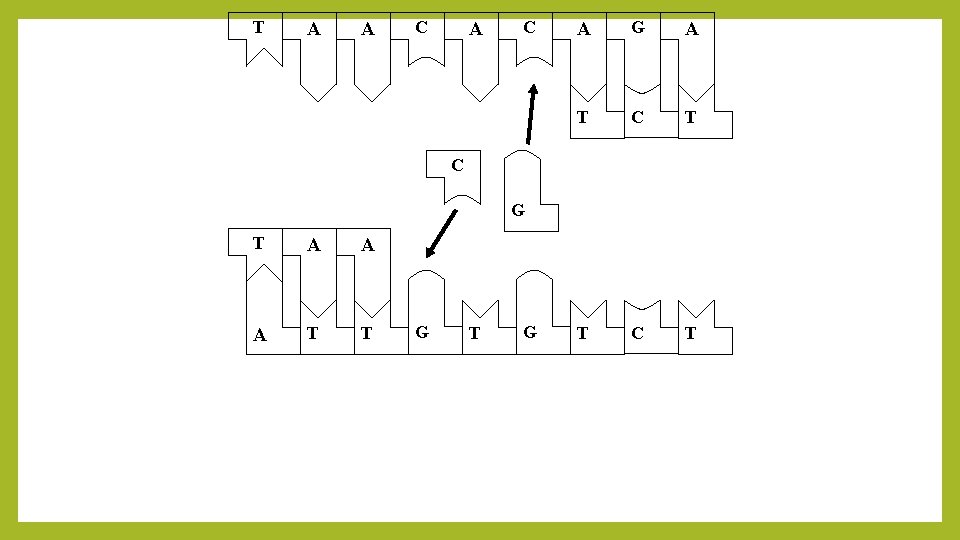 T A A C A G A T C T C G T A