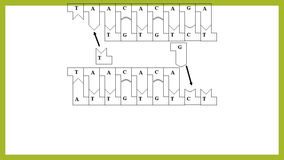 T A A C A G A T G T C T G T