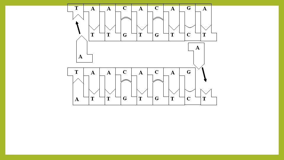 T A A C A G A T T G T C T 