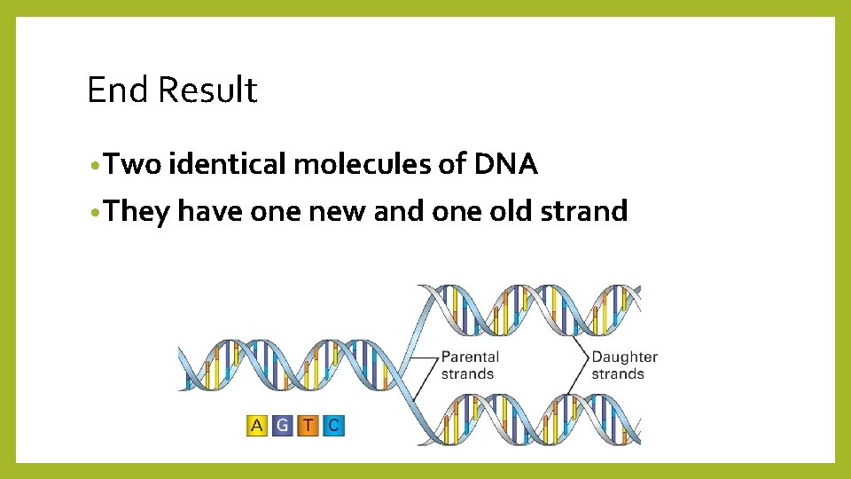 End Result • Two identical molecules of DNA • They have one new and