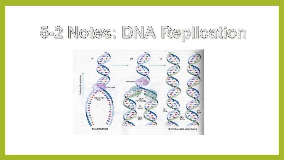 5 -2 Notes: DNA Replication 