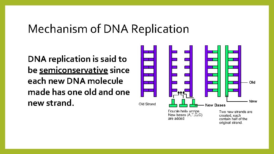 Mechanism of DNA Replication DNA replication is said to be semiconservative since each new