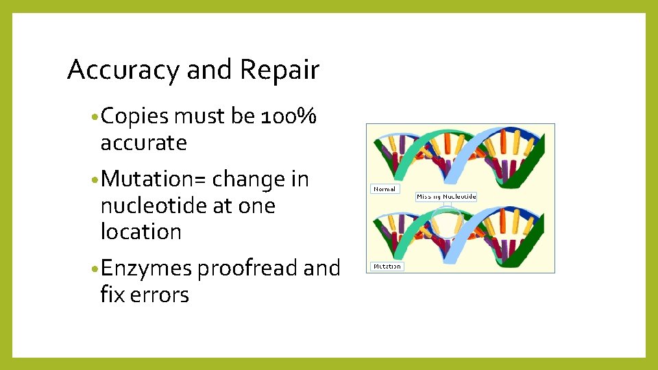 Accuracy and Repair • Copies must be 100% accurate • Mutation= change in nucleotide